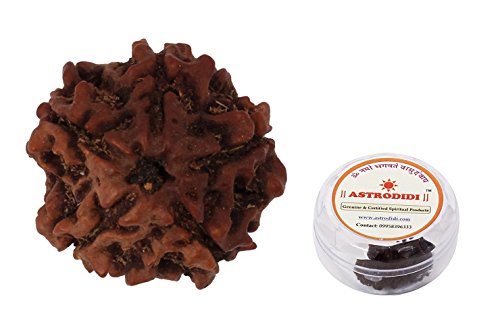 Astrodidi 5 Mukhi Rudraksha Nepali