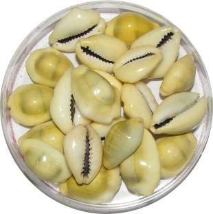 RUDRADIVINE Lakshmi Kawri Kodi Sea Shell (Natural Yellow) - Set of 11