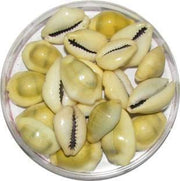 RUDRADIVINE Lakshmi Kawri Kodi Sea Shell (Natural Yellow) - Set of 11