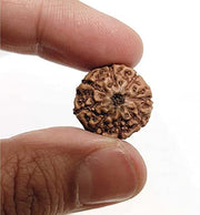 ASTRODIDI 8 Mukhi Rudraksha Eight Face (Small Size) Java Indonesian Bead with Lab Report
