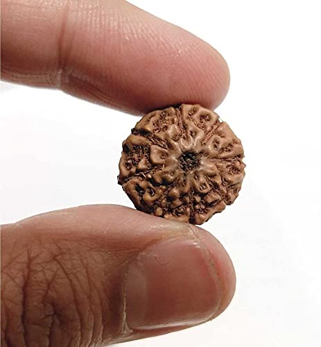 ASTRODIDI 8 Mukhi Rudraksha Eight Face (Small Size) Java Indonesian Bead with Lab Report
