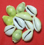 RUDRADIVINE Lakshmi Kawri Kodi Sea Shell (Natural Yellow) - Set of 11