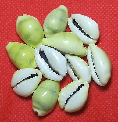 RUDRADIVINE Lakshmi Kawri Kodi Sea Shell (Natural Yellow) - Set of 11