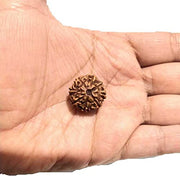 ASTRODIDI 8 Mukhi Rudraksha Eight Face (Small Size) Java Indonesian Bead with Lab Report