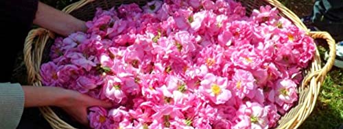 Nawab's Secret Natural Rose Water, 200 ml (Pk of 2)-400ml-Food Grade & Edible,Skin Toner & Revitaliser-Made by Hydro Distillation of Premium Rose Through Traditional Deg-Bhapka Technique of Kannauj