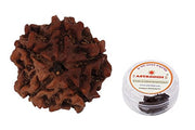 AstroDidi 5 Mukhi Rudraksha Nepali
