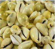 RUDRADIVINE Lakshmi Kawri Kodi Sea Shell (Natural Yellow) - Set of 11