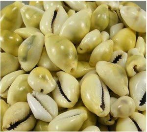 RUDRADIVINE Lakshmi Cowrie (Yellow)- sea Shell