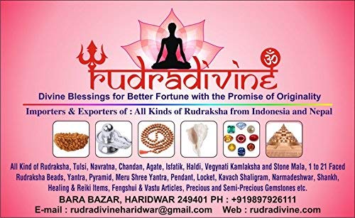 RUDRADIVINE Brass Tortoise Meru Vastu Yantra with 91 Pyramid Yantra