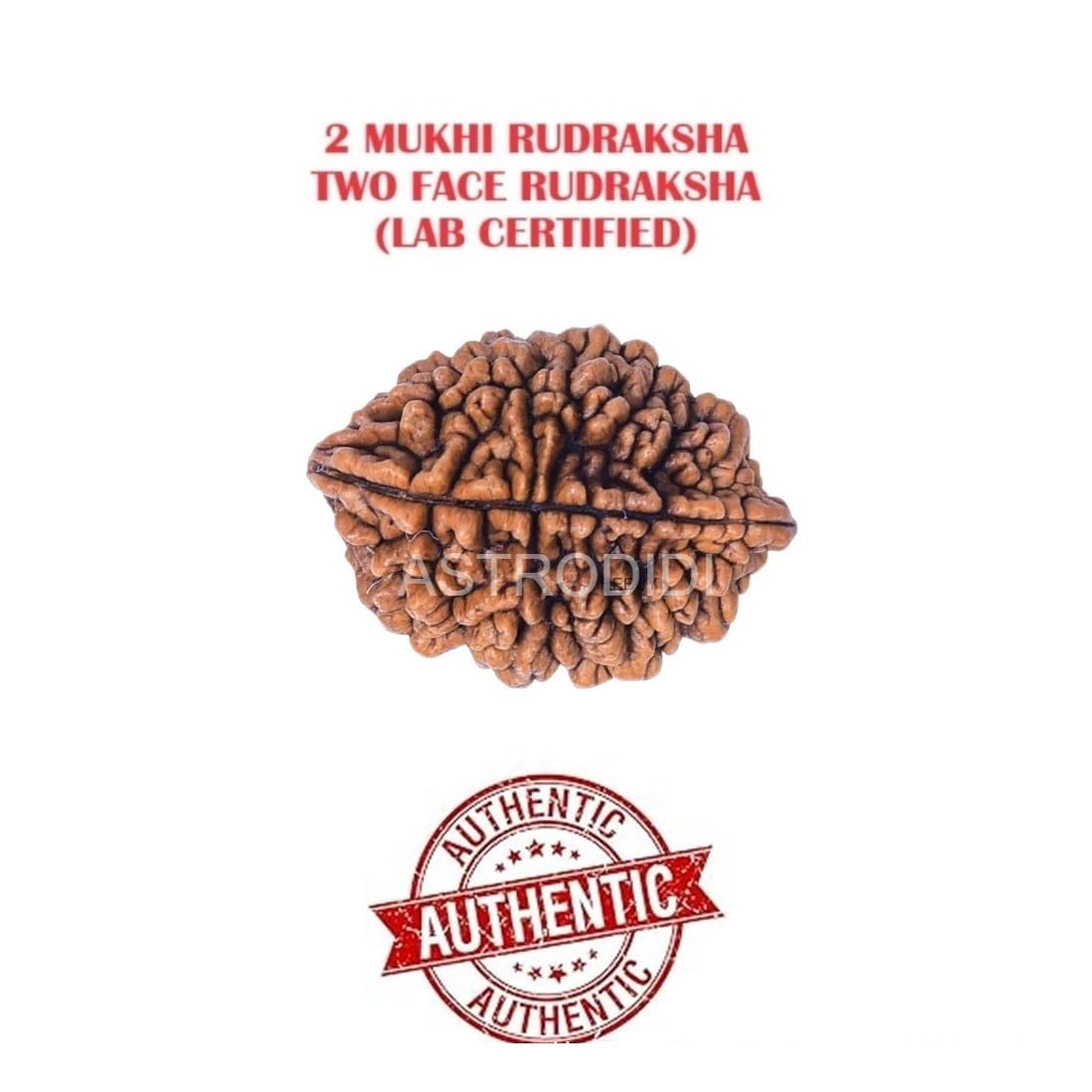 Astrodidi 2 Mukhi Rudraksha | Original Two Face Rudraksha with Lab Report