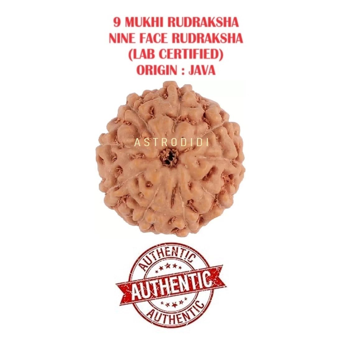 Astrodidi 9 Mukhi Rudraksha | Certified Java Nine Face Rudraksha