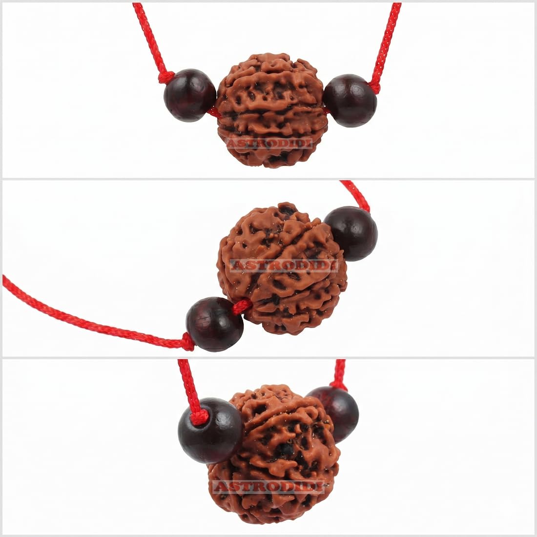 Astrodidi 5 Mukhi Nepali Rudraksha Five Face Rudraksh with Two Red Chandan Beads Lab Certified |Astrological Benefits | Positive Energy (Colour: Brown, Shape: Round)
