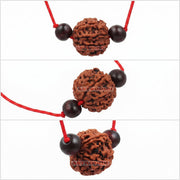 Astrodidi 5 Mukhi Nepali Rudraksha Five Face Rudraksh with Two Red Chandan Beads Lab Certified |Astrological Benefits | Positive Energy (Colour: Brown, Shape: Round)