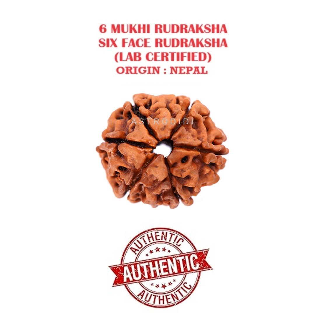 Astrodidi 6 Mukhi Rudraksha | Certified Nepali Six Face Rudraksh with Two Red Chandan Beads in Red Thread with Lab Certificate (Colour: Brown, Shape: Round)