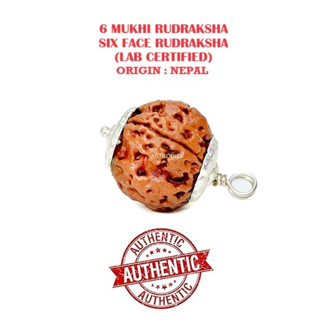 ASTRODIDI Nepali 6 Mukhi Rudraksha Pendant with Lab Report | Certified Natural Six Face Rudraksh with White Metal Capping and Chain for Men and Women (Colo: Brown)