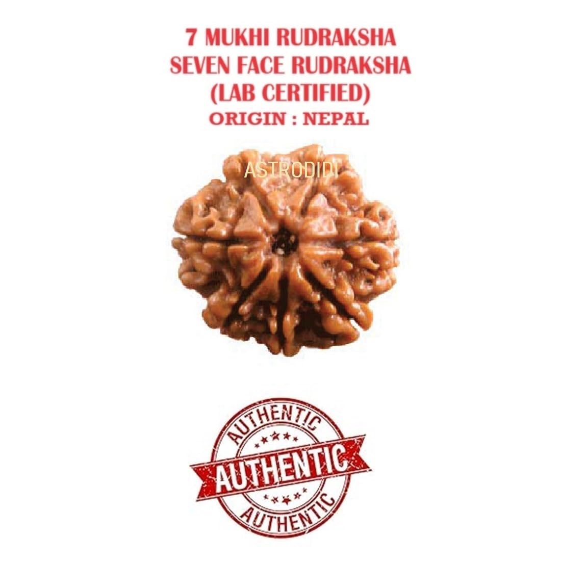 Astrodidi Nepali 7 Mukhi Rudraksha |Certified Original Seven Face Rudraksha