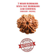 Astrodidi Nepali 7 Mukhi Rudraksha |Certified Original Seven Face Rudraksha