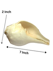 RUDRADIVINE Natural Shankh Conch Shell for Pooja, Sacred Hindu Puja Shankh for Temple, Aarti, Vastu & Spiritual Rituals.