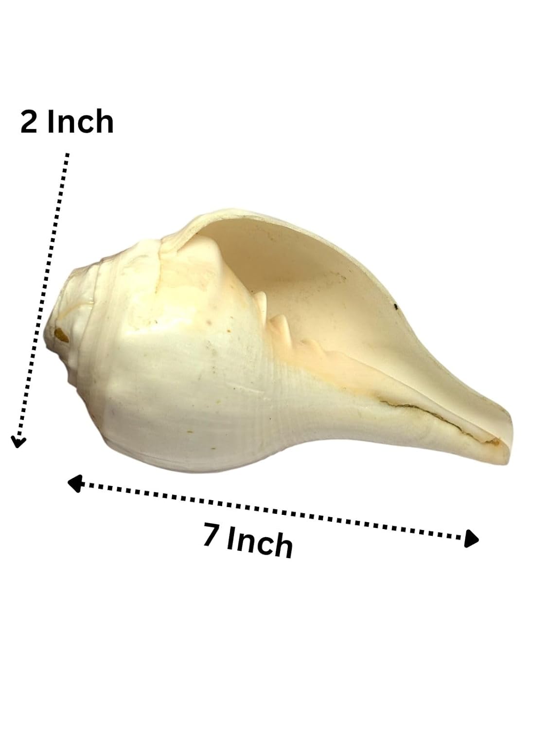 RUDRADIVINE Natural Shankh Conch Shell for Pooja, Sacred Hindu Puja Shankh for Temple, Aarti, Vastu & Spiritual Rituals.