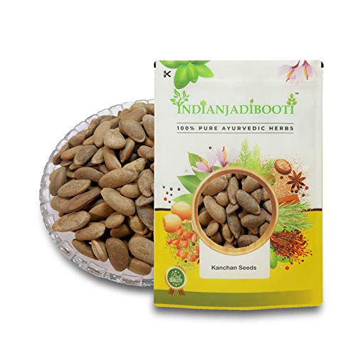 IndianJadiBooti Kanchan champak Michelia Champaca Seeds, 900 Grams Pack | (Pack Of 2)