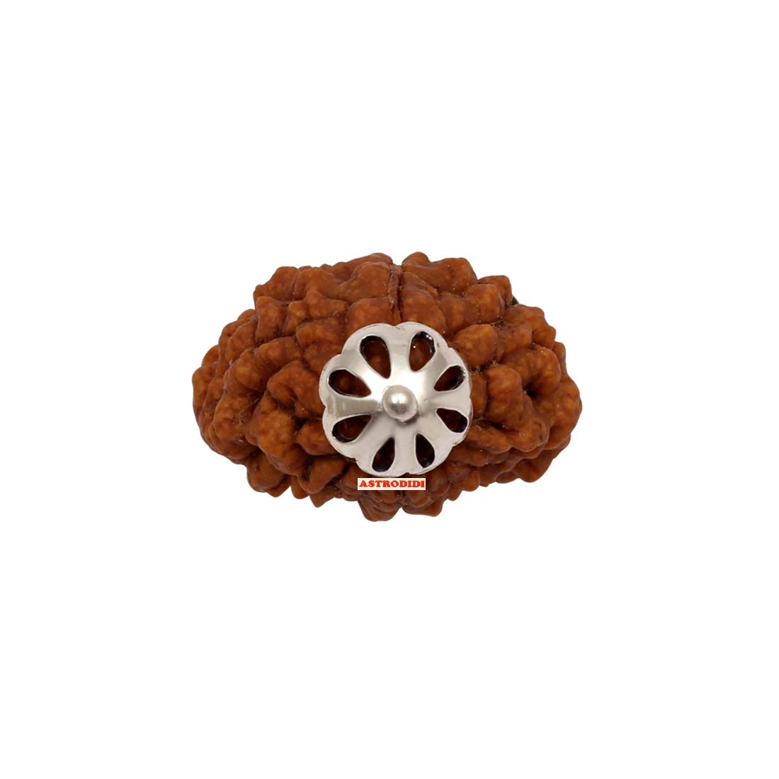 ASTRODIDI Certified and Original 2 Mukhi Rudraksha Pendant with Lab Report for Daily Wearing for Men Women Boys and Girls | Natural Two Face Rudraksh for Meditation and Prayer, Protection, Chakra Balancing, Spiritual Growth