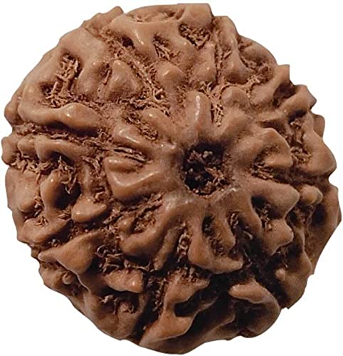 ASTRODIDI 8 Mukhi Rudraksha Eight Face (Small Size) Java Indonesian Bead with Lab Report