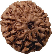 ASTRODIDI 8 Mukhi Rudraksha Eight Face (Small Size) Java Indonesian Bead with Lab Report