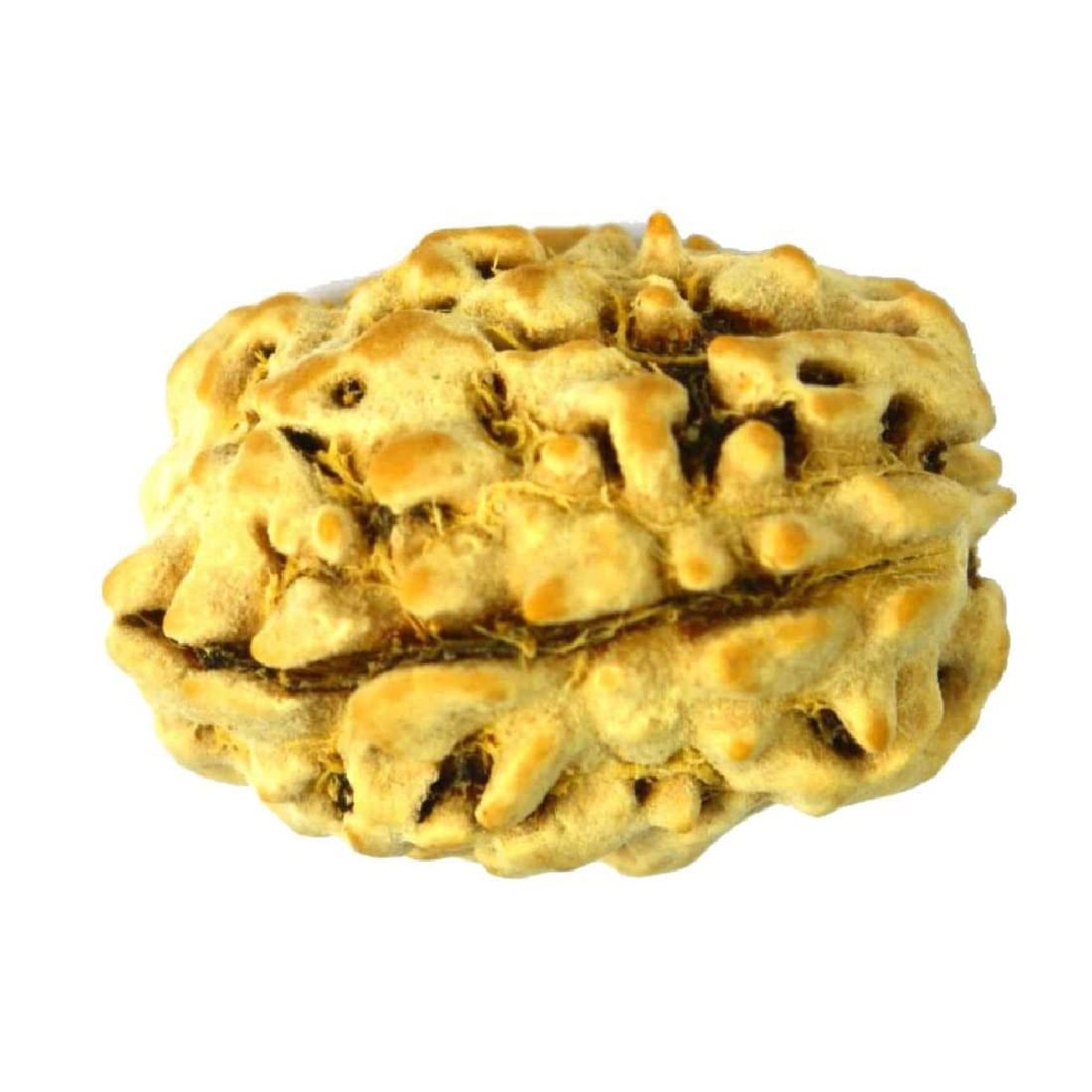 ASTRODIDI 3 Mukhi Rudraksha Original Certified Three Face Rudraksh with Lab Report for Astrological Benefits and Positive Energy for Men & Women
