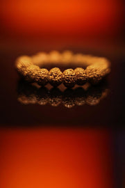RUDRADIVINE 7 Mukhi Rudraksha Bracelet Certified Energized 7 Mukhi Rudraksha Bracelet Adjustable Unisex