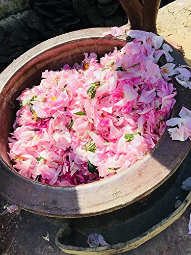 Nawab's Secret Natural Rose Water, 200 ml (Pk of 2)-400ml-Food Grade & Edible,Skin Toner & Revitaliser-Made by Hydro Distillation of Premium Rose Through Traditional Deg-Bhapka Technique of Kannauj