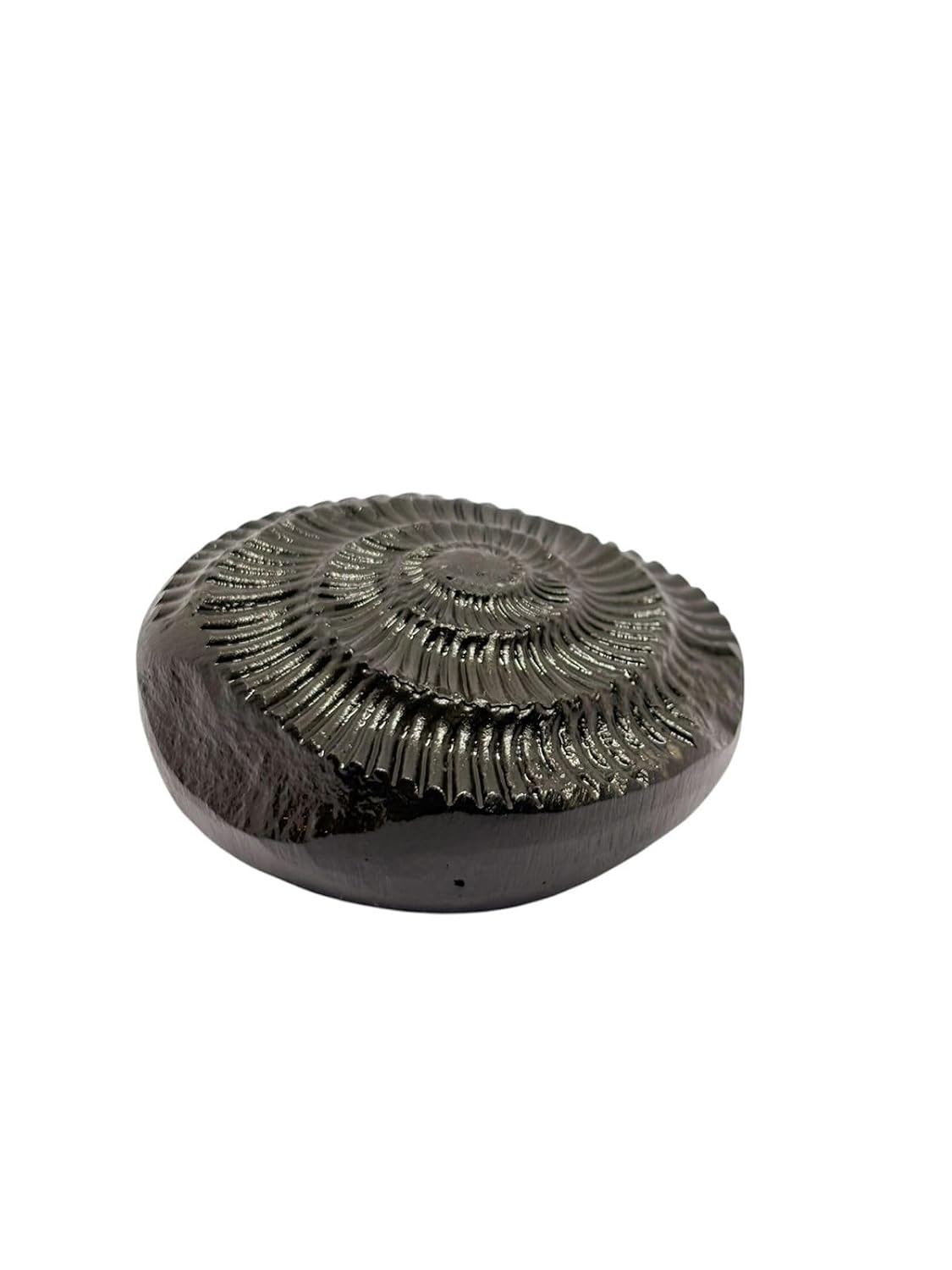 RUDRADIVINE Sudarshan Shaligram Stone Original from Gandaki River Nepal | Vishnu Shila | पूजा शिला