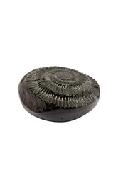 RUDRADIVINE Sudarshan Shaligram Stone Original from Gandaki River Nepal | Vishnu Shila | पूजा शिला