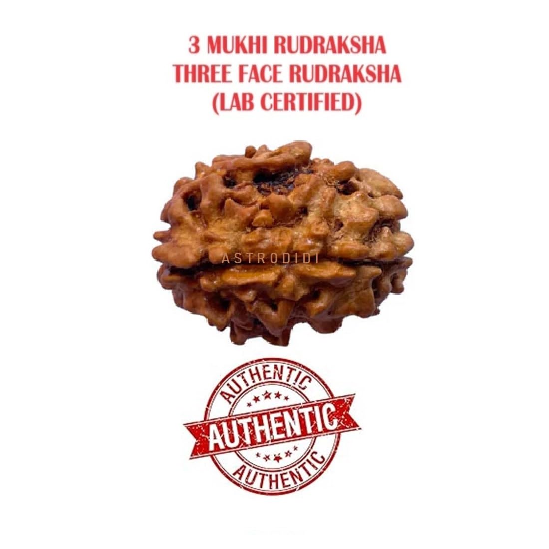Astrodidi 3 Mukhi Rudraksha | Original Three Face Rudraksha with Lab Report
