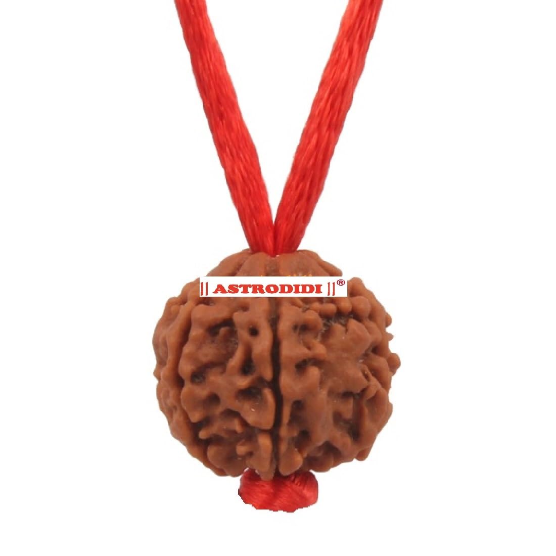 Astrodidi 6 Mukhi Rudraksha Nepali Bead with Red Thread for All time Wearing | Original Certified and Natural Six Face Nepali Rudraksh for Men Women Boys and Girls