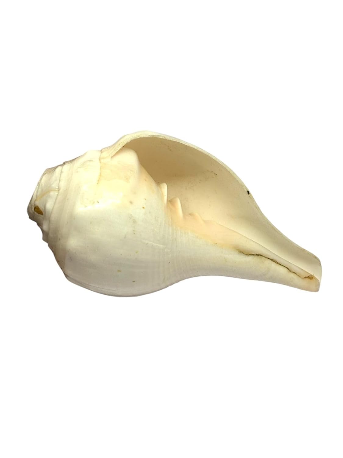 RUDRADIVINE Natural Shankh Conch Shell for Pooja, Sacred Hindu Puja Shankh for Temple, Aarti, Vastu & Spiritual Rituals.