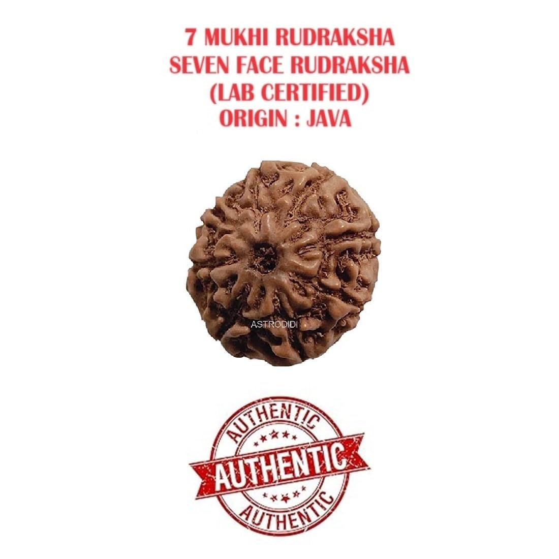 Astrodidi 7 Mukhi Rudraksha Original Certified Java Seven Face Small Size Rudraksh Bead with Lab Report | Astrological Benefits | Unisex Design for Men & Women