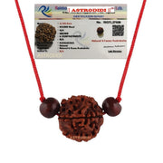 Astrodidi 6 Mukhi Rudraksha | Certified Nepali Six Face Rudraksh with Two Red Chandan Beads in Red Thread with Lab Certificate (Colour: Brown, Shape: Round)