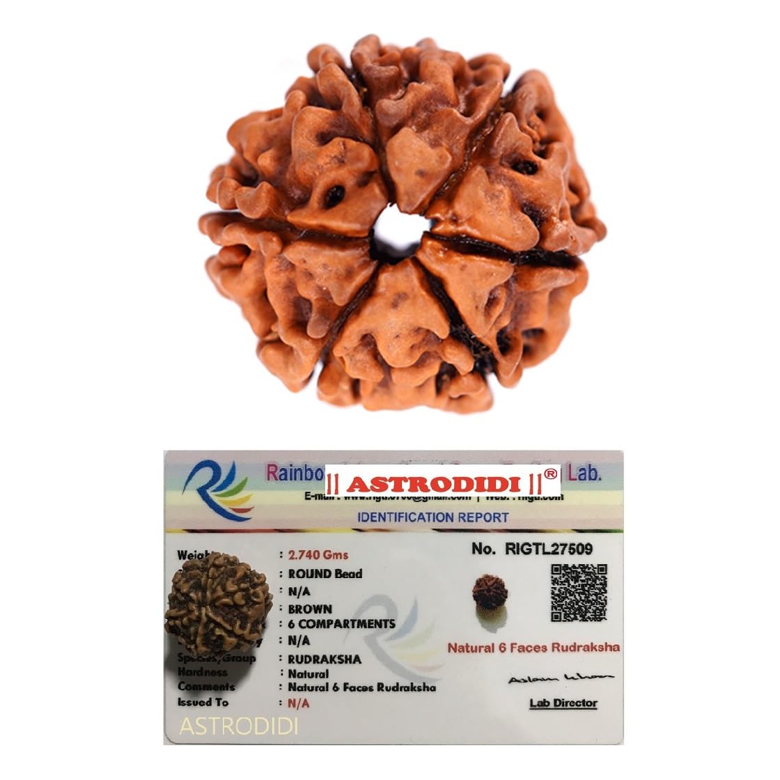 Astrodidi Original Nepali Six Face / 6 Mukhi Rudraksha with Lab Certificate for Meditation, Prayer, Protection, Chakra Balancing and Spiritual Growth (Colour: Brown)