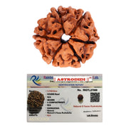 Astrodidi Original Nepali Six Face / 6 Mukhi Rudraksha with Lab Certificate for Meditation, Prayer, Protection, Chakra Balancing and Spiritual Growth (Colour: Brown)