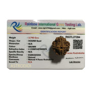 ASTRODIDI Original Nepali Four Face / 4 Mukhi Rudraksha with Lab Certificate for Meditation, Prayer, Protection, Chakra Balancing and Spiritual Growth (Colour: Brown)