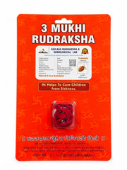 RUDRADIVINE 3 Mukhi Rudraksha with Silver Plated Cap