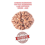 Astrodidi 10 Mukhi Rudraksha | Certified Original Java Nine Face Rudraksha