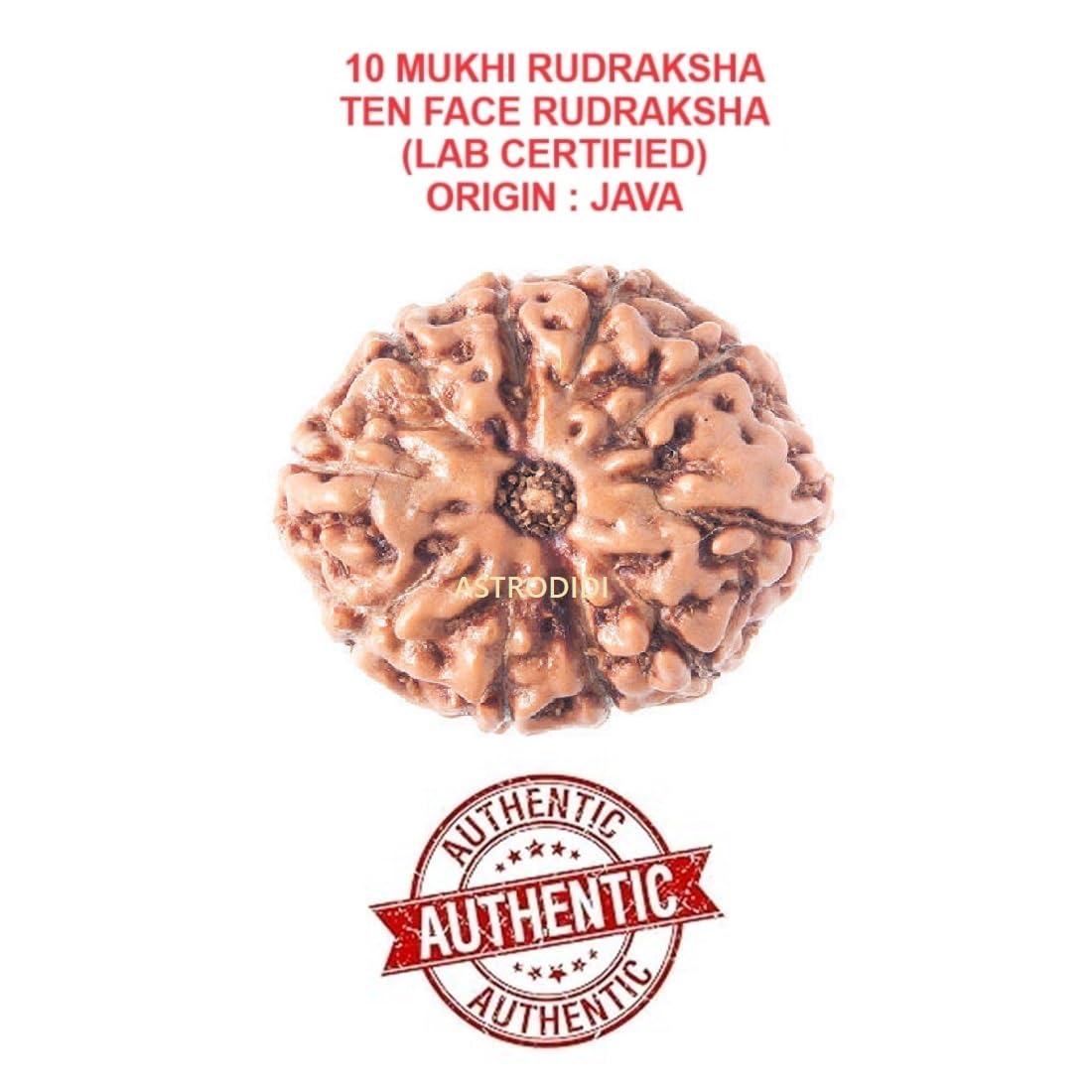 Astrodidi 10 Mukhi Rudraksha | Certified Original Java Nine Face Rudraksha