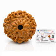 Astrodidi 8 Mukhi Rudraksha | Certified Java Eight Face Rudraksha