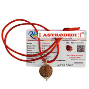 ASTRODIDI 4 Mukhi Rudraksha Pendant with Lab Certified | Nepali Four Face Original Rudraksh | Astrological Benefits | Unisex Design for Men & Women Boys and Girls