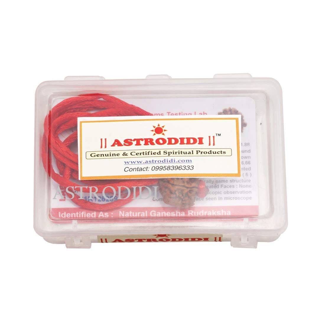 ASTRODIDI Nepali Ganesha Rudraksha with Red Thread for Daily Wearing | Original Certified Natural Nepali Ganesha Rudraksha Trunk Bead | Unisex Design for Men and Women