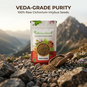 IndianJadiBooti Pure Kasni Seeds (Cichorium Intybus) | Botanical for Systemic Cleansing, Digestive Harmony & Pitta Balance | 2 Pack of 900 Grams
