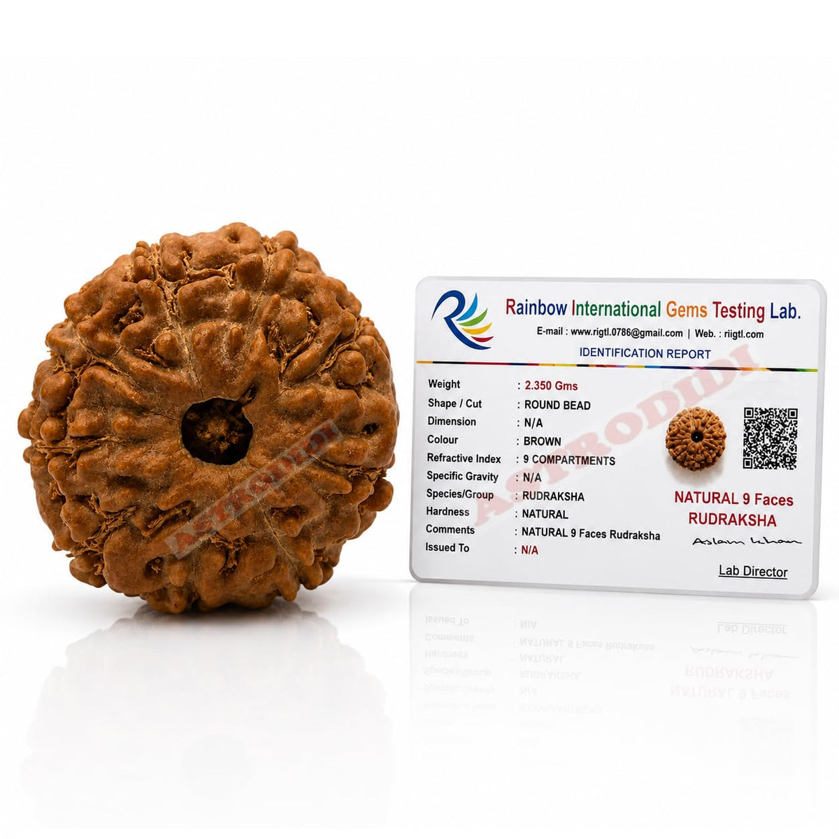 Astrodidi 9 Mukhi Rudraksha | Certified Java Nine Face Rudraksha