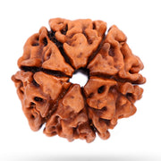 Astrodidi Original Nepali Six Face / 6 Mukhi Rudraksha with Lab Certificate for Meditation, Prayer, Protection, Chakra Balancing and Spiritual Growth (Colour: Brown)