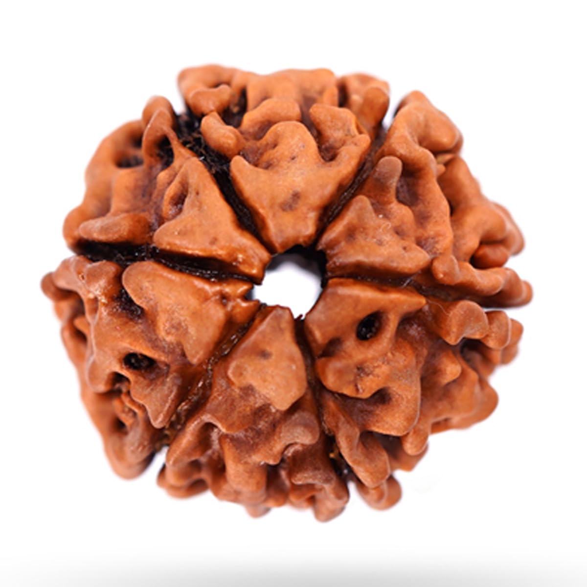 Astrodidi Original Nepali Six Face / 6 Mukhi Rudraksha with Lab Certificate for Meditation, Prayer, Protection, Chakra Balancing and Spiritual Growth (Colour: Brown)